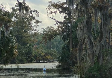Bayou Metairie swan