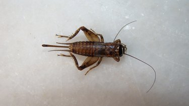 Cricket insect.close up of Cricket on white background.closeup Cricket isolated.Field Cricket.insects, insect, bugs, bug, animals, animal, wildlife, wild nature, garden, forest, woods, park