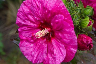 Hibiscus flower blooming