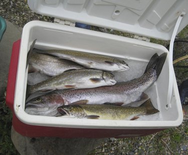Trout catch