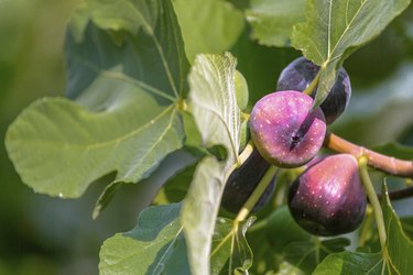 Lugano Fig Tree