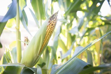 Corncob
