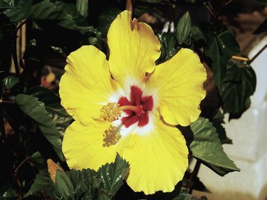 hibiscus