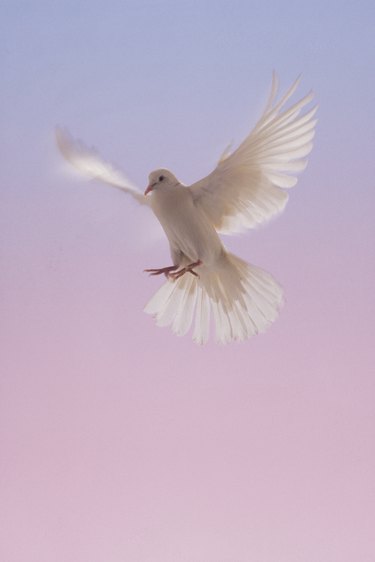 White dove in flight