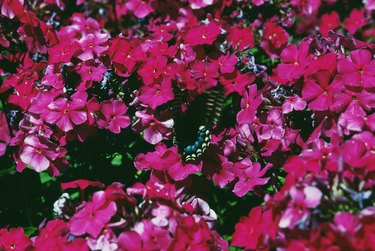 Cultivated phlox flowers outdoors