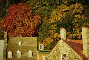 Roofs of houses by autumn trees