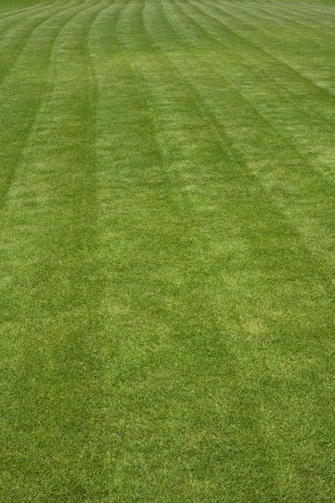 green grass