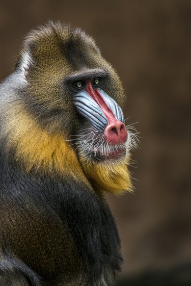 Mandrill