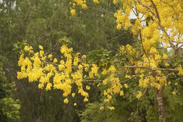 Golden Shower Tree.