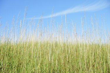 Long Grass