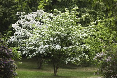 Kousa Dogwood