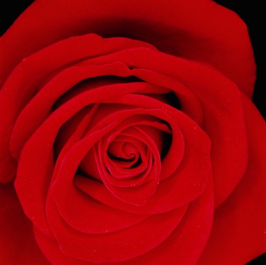 Red rose (Rosa sp.), close-up