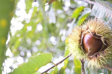 Chestnuts in Burs