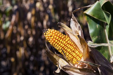 Corn Field