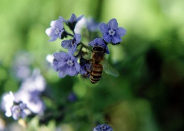 Forget-Me-Not Cynoglossum Blue