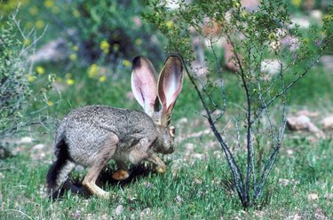 Jackrabbit