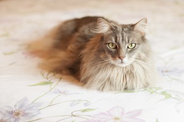 Furry Cat