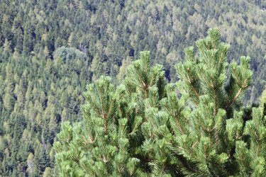 Lush pine in the middle of the forest