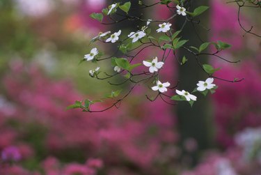 Flowers on a dogwood tree
