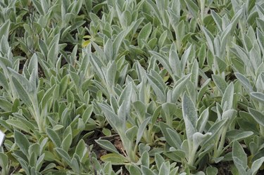 Lamb's ears (Stachys byzantina), Okayama Prefecture, Honshu, Japan