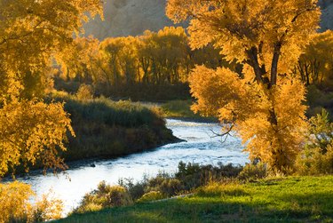 Golden Cottenwood Trees and River in Autumn