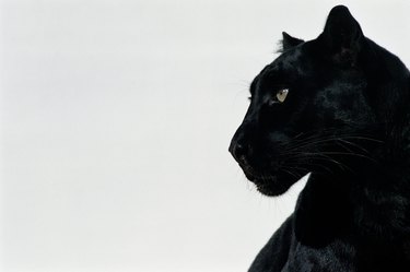 Black panther (Panthera pardus), profile