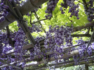Wisteria Trellis