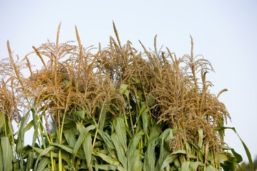 Tops of corn stalks,sky background