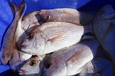 Snapper fish