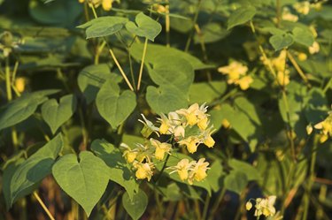 Elfenblume, barrenwort, epimedium