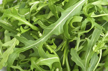 Fresh Arugula Green