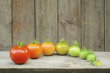 Evolution - red tomato, maturing process of the fruit