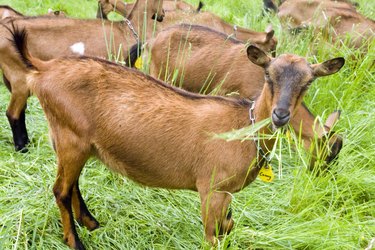 Goats