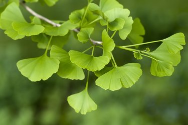 Ginkgo Biloba tree