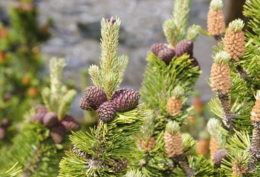 mugo pine