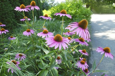 Cone flower plants