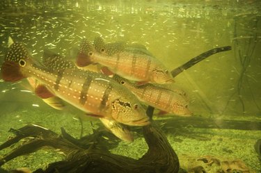 Aquarium fish in tank