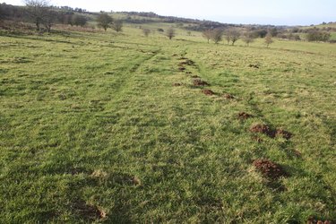Mole Hills