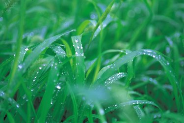 lawn