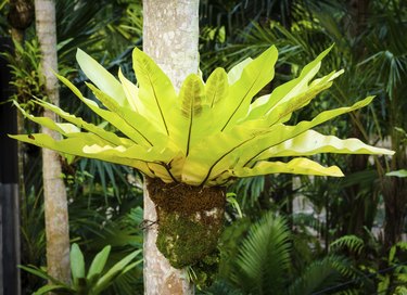 Fern Species Asplenium nidus
