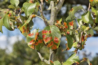Fungus on the pear tree leaf