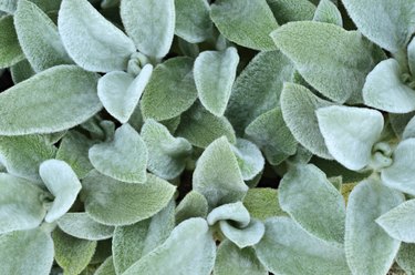 Hairy leaves