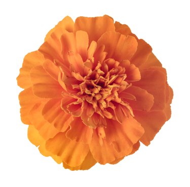Orange marigold
