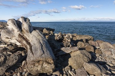 Driftwood on the pacific coast in Olympic state park, Washington