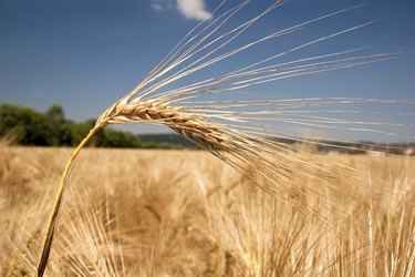 Ripe barley head in front of a field