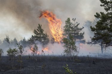 Forest fire