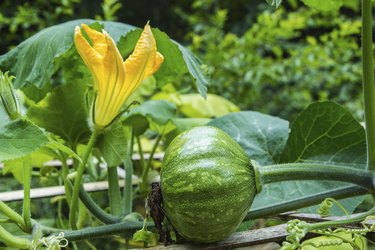 Beautiful young pumpkins on the field
