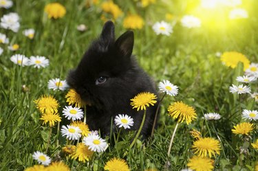 Rabbit baby bunny in green grass