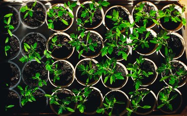 home seedling tomato garden young tomato plants growing out of soil