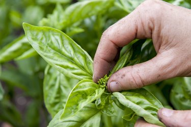 Hand of person pinching top of basil plant